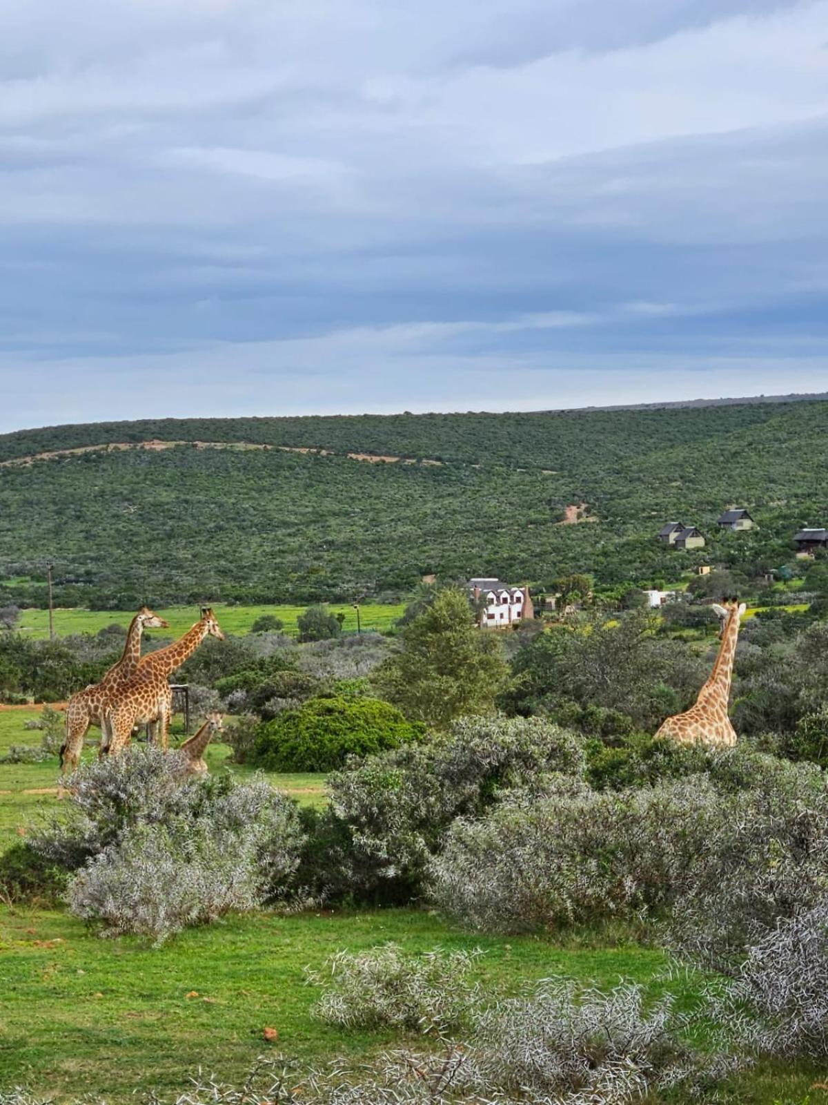 Harmony Luxury Tents & Safari Addo Exterior foto