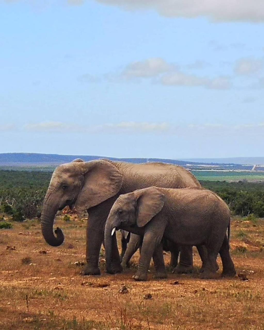 Harmony Luxury Tents & Safari Addo Exterior foto